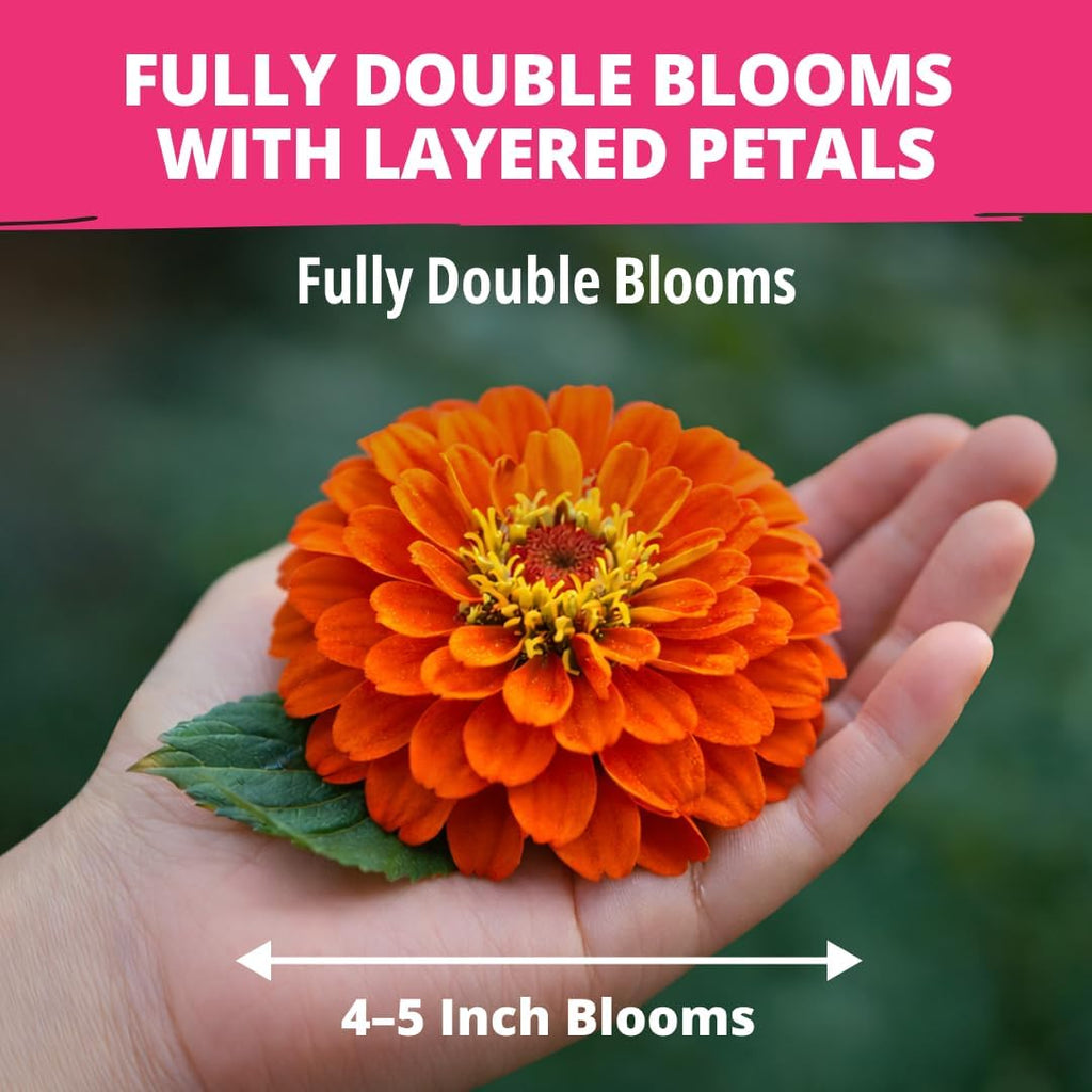 HOME GROWN Zinnia Dahlia Seeds Pack for 2026 Non GMO 524 Flower Seeds