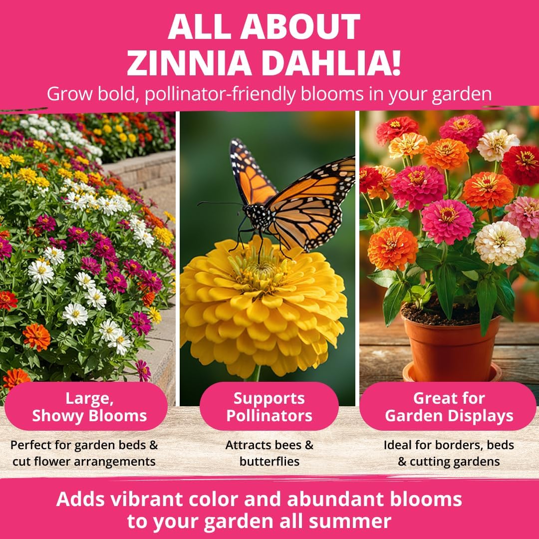 HOME GROWN Zinnia Dahlia Seeds Pack for 2026 Non GMO 524 Flower Seeds
