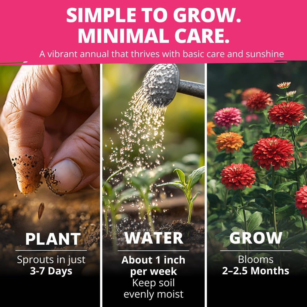 HOME GROWN Zinnia Dahlia Seeds Pack for 2026 Non GMO 524 Flower Seeds