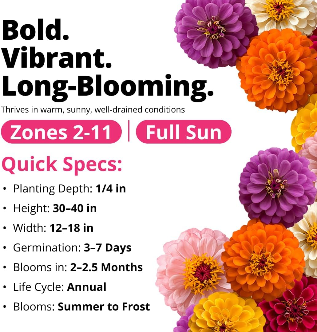 HOME GROWN Zinnia Dahlia Seeds Pack for 2026 Non GMO 524 Flower Seeds