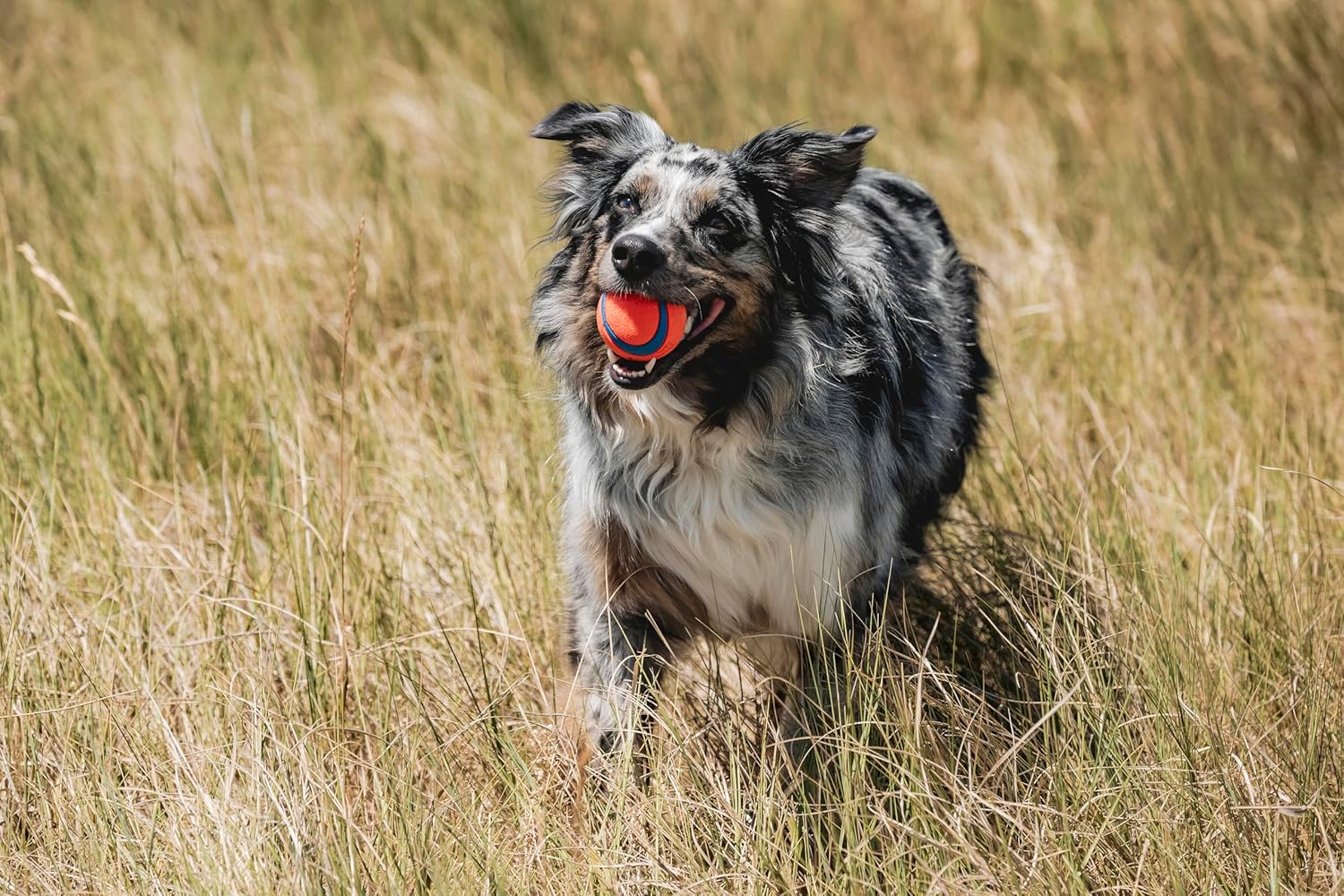 Chuckit! Ultra Ball Dog Toy - Medium Bouncy Fetch Balls For Dogs 20-60 lbs